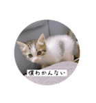 ねこうめ（個別スタンプ：14）