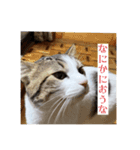 ねこうめ（個別スタンプ：16）