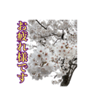 桜！町の桜並木（個別スタンプ：7）