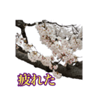 桜！町の桜並木（個別スタンプ：8）