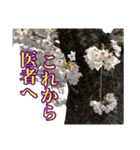 桜！町の桜並木（個別スタンプ：21）