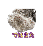 桜！町の桜並木（個別スタンプ：28）