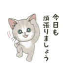 仔猫のぽんにゃん【敬語deあいさつ】（個別スタンプ：21）