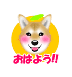 柴犬柚子ちゃんのラインスタンプです。（個別スタンプ：1）