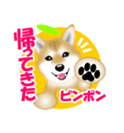 柴犬柚子ちゃんのラインスタンプです。（個別スタンプ：7）