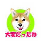 柴犬柚子ちゃんのラインスタンプです。（個別スタンプ：14）