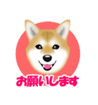 柴犬柚子ちゃんのラインスタンプです。（個別スタンプ：17）