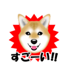 柴犬柚子ちゃんのラインスタンプです。（個別スタンプ：20）