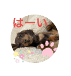 カニンヘン兄弟2（個別スタンプ：2）