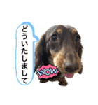カニンヘン兄弟2（個別スタンプ：8）