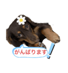 カニンヘン兄弟2（個別スタンプ：10）