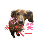 カニンヘン兄弟2（個別スタンプ：13）