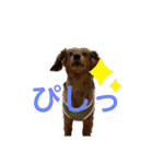 カニンヘン兄弟2（個別スタンプ：14）