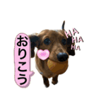 カニンヘン兄弟2（個別スタンプ：16）