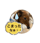 カニンヘン兄弟2（個別スタンプ：20）