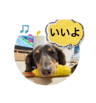 カニンヘン兄弟2（個別スタンプ：22）
