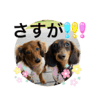 カニンヘン兄弟2（個別スタンプ：24）