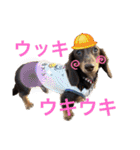 カニンヘン兄弟2（個別スタンプ：25）