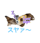 カニンヘン兄弟2（個別スタンプ：30）