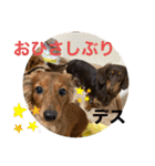 カニンヘン兄弟2（個別スタンプ：31）