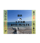 コアラーズと生産者さん（個別スタンプ：38）