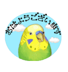 【セキセイインコ】動く！ペットたち（個別スタンプ：5）