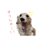 ツナぴよ⑥（個別スタンプ：6）