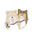 柴犬＆シェルティ基本の動くアニメスタンプ（個別スタンプ：6）