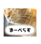 ねこさん(ひたすら肯定編)（個別スタンプ：7）