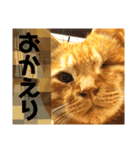 ねこさん(ひたすら肯定編)（個別スタンプ：12）