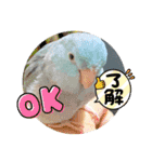 マメルリハ達5（個別スタンプ：3）