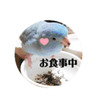 マメルリハ達5（個別スタンプ：4）