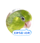 マメルリハ達5（個別スタンプ：5）