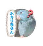 マメルリハ達5（個別スタンプ：7）