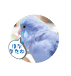 マメルリハ達5（個別スタンプ：8）