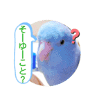 マメルリハ達5（個別スタンプ：16）