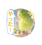 マメルリハ達5（個別スタンプ：17）