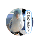 マメルリハ達5（個別スタンプ：20）