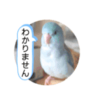 マメルリハ達5（個別スタンプ：24）