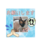 愛しのニャンズスタンプ⑦（個別スタンプ：1）