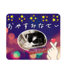 愛しのニャンズスタンプ⑦（個別スタンプ：2）