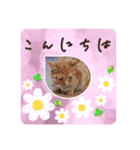 愛しのニャンズスタンプ⑦（個別スタンプ：3）