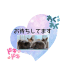 愛しのニャンズスタンプ⑦（個別スタンプ：4）