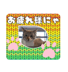 愛しのニャンズスタンプ⑦（個別スタンプ：6）