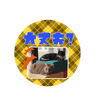 愛しのニャンズスタンプ⑦（個別スタンプ：8）
