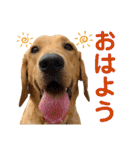 フォックスレッド·ラブラドール1Foxredlab（個別スタンプ：1）