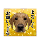 フォックスレッド·ラブラドール1Foxredlab（個別スタンプ：3）
