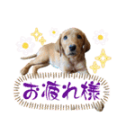 フォックスレッド·ラブラドール1Foxredlab（個別スタンプ：4）