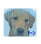 フォックスレッド·ラブラドール1Foxredlab（個別スタンプ：6）