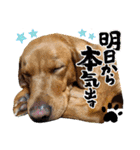 フォックスレッド·ラブラドール1Foxredlab（個別スタンプ：13）
